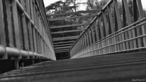 David AMADIEU - AMADIEU DAVID